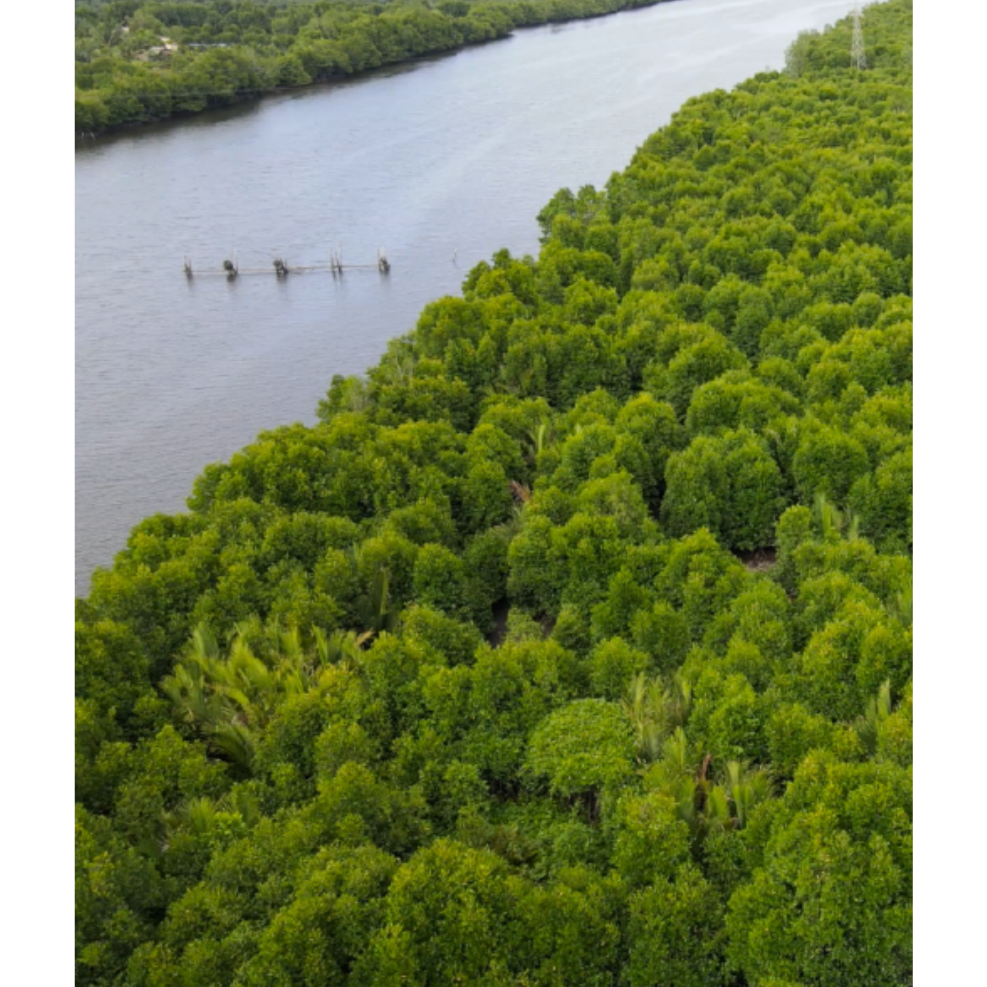 This picture shows mangroves in Sumatra to show impact of 17,820 kg of carbon absorbed